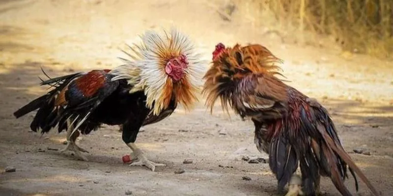 Đá Gà Cựa Sắt Online – Thú Chơi Máu Lửa, Siêu Lợi Nhuận